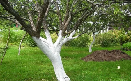 chaux blanc abricole protection arbres hiver jardin pelouse entretien