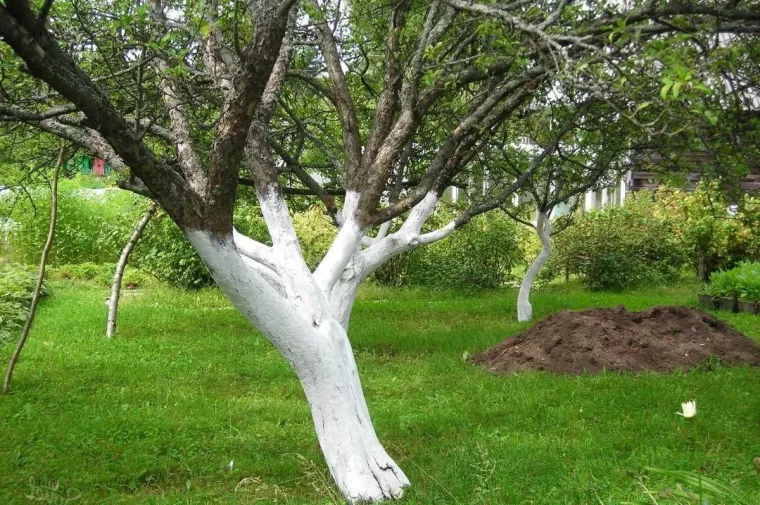 chaux blanc abricole protection arbres hiver jardin pelouse entretien