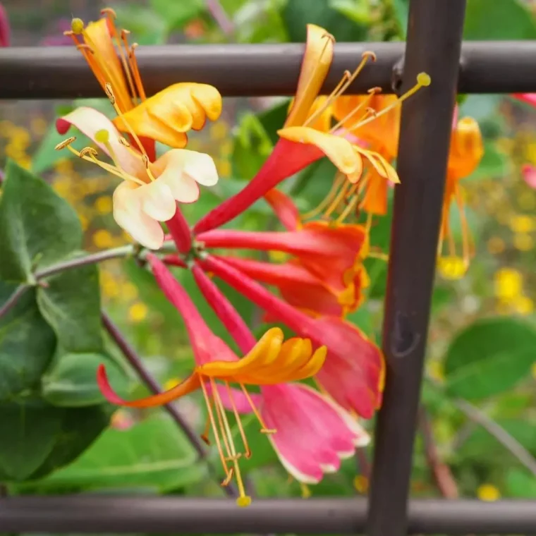 chevrefeuille rose et orange sur un grillage