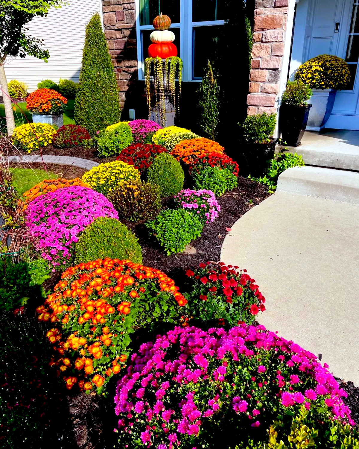 chrysanthème entretien jardin avec des fleurs de differentes couleurs