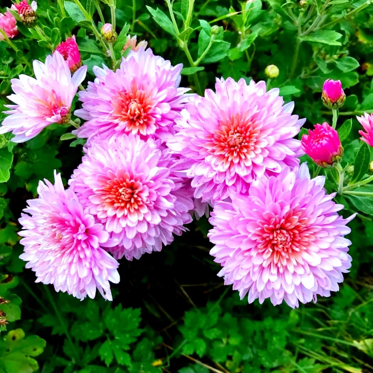 chrysanthème floraison fleurs roses feuilles vertes