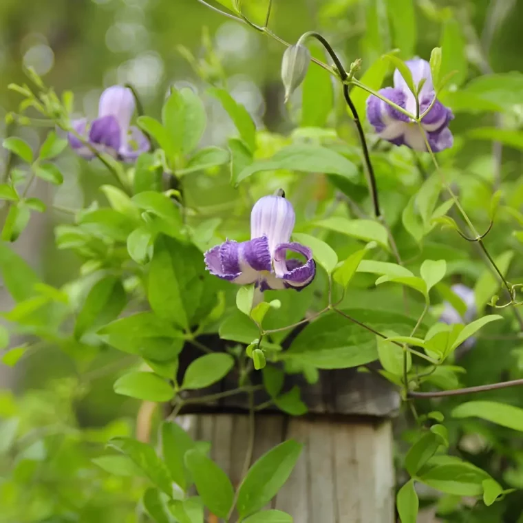 clematite des marais clematis crispa avc des fleurs bleu violettes en forme de clochettes