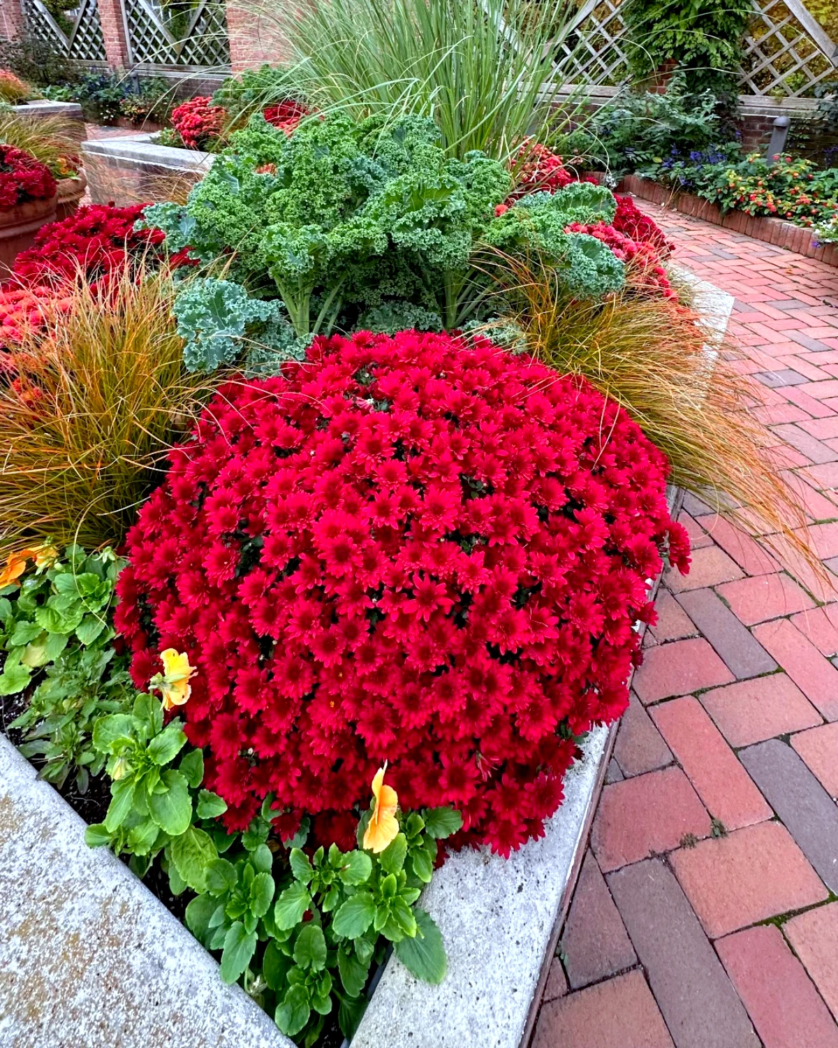 comment accelerer la floraison des chrysanthmes fleurs rouges