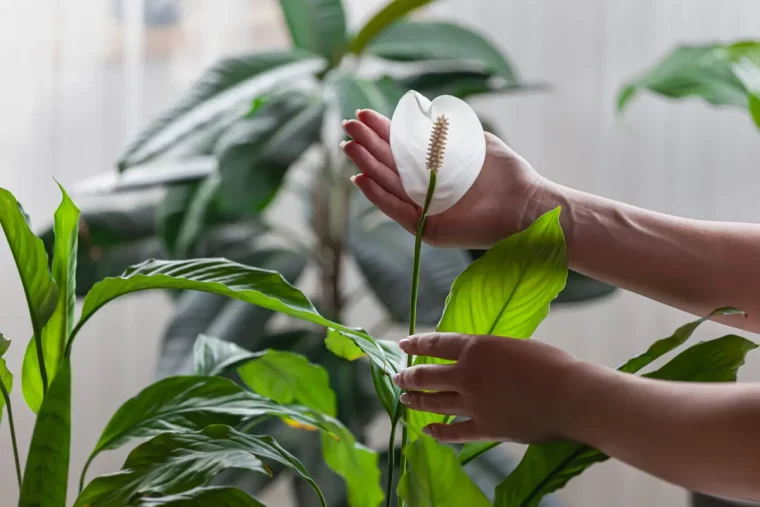 comment bien soigner un spathiphyllum astuces de pro