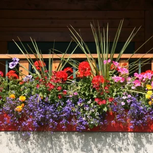Quelles plantes pour un balcon plein sud ? Les essentielles pour une décoration florale réussie cet été !