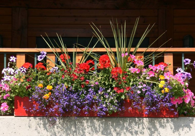 comment choisir les bonnes plantes pour un balcon plein sud geranium et plante tombante
