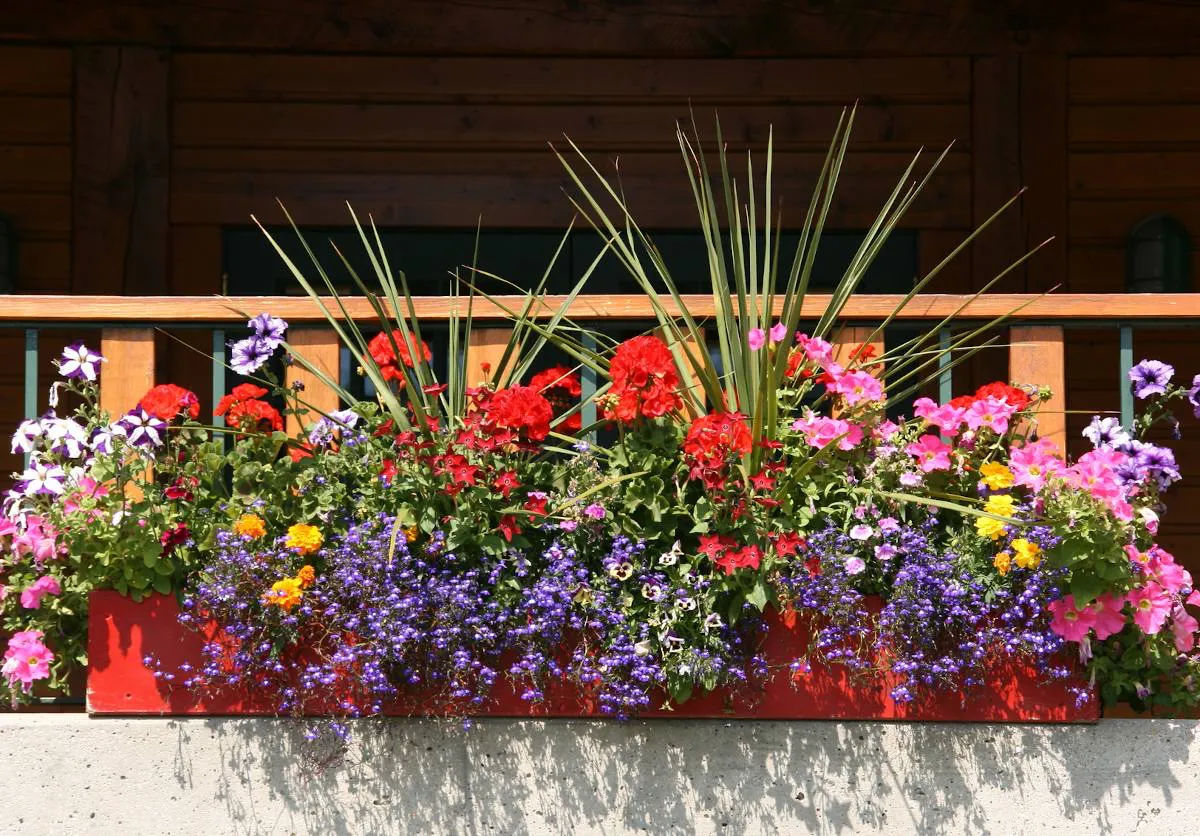 comment choisir les bonnes plantes pour un balcon plein sud geranium et plante tombante