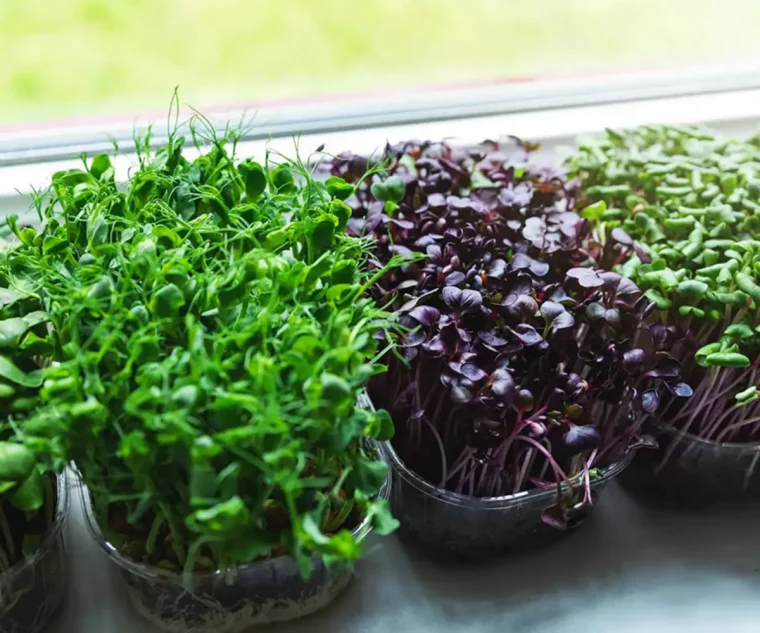 comment cultiver des micro pousses aurebord dune fenetre