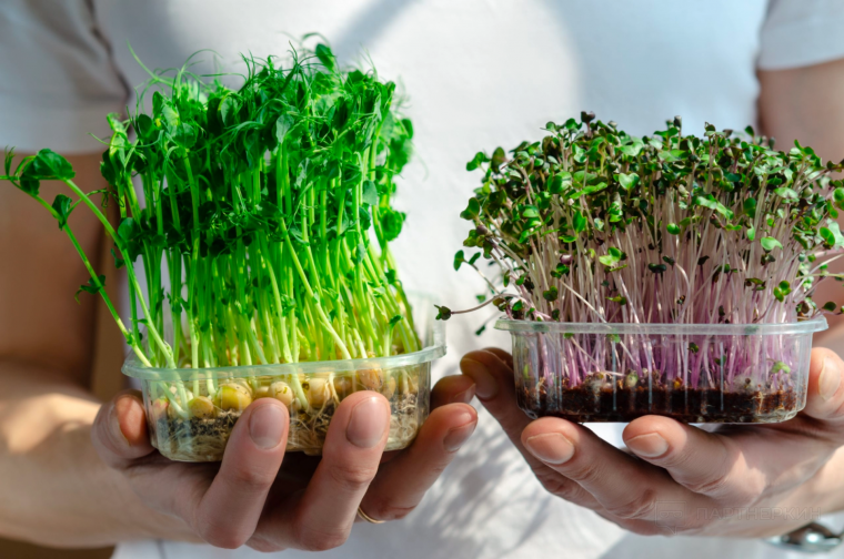 comment cultiver des micro pousses dans sa cuisine 2mains tiennet des pousses