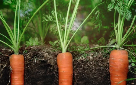 comment desherber les carottes naturellement terre