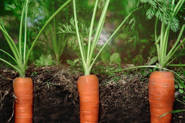carrots in the soil at shallow depth of field