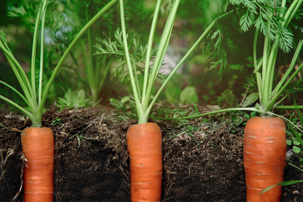 comment desherber les carottes naturellement terre