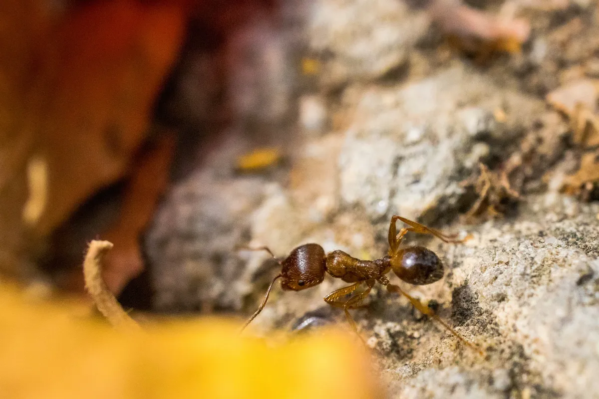 comment eloigner les fourmis dans le jardin repulsif naturel