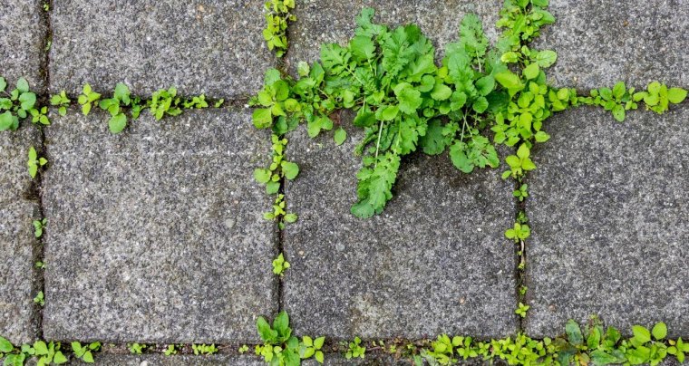 comment empecher les maivaises herbes de pousser contre les paves