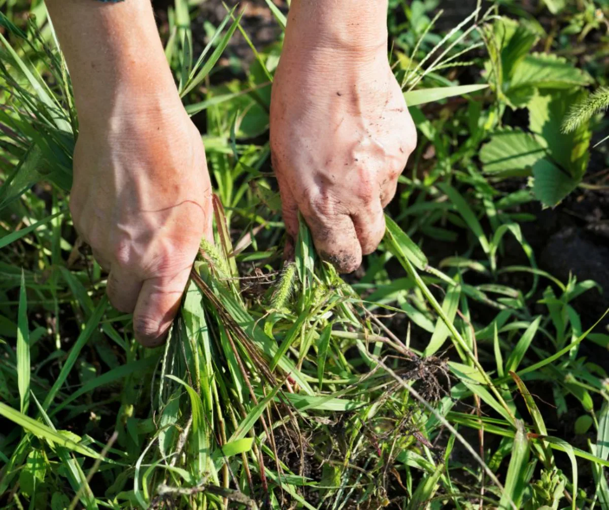 comment enlever les mauvaises herbes astuces de grand mère pour desherber avant de planter