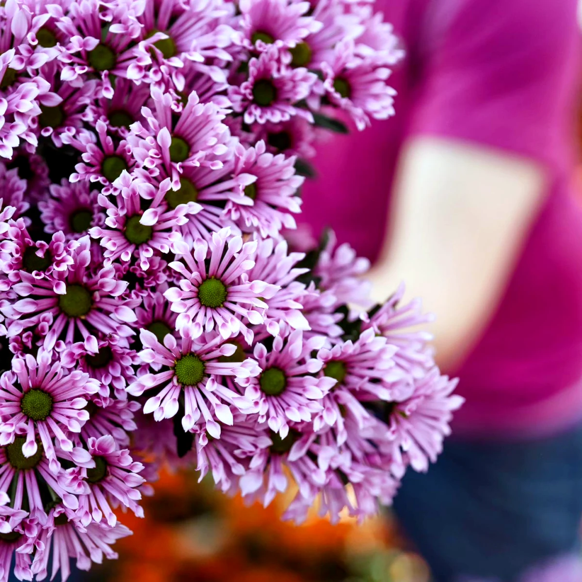 comment entretenir les chrysanthemes fleurs roses