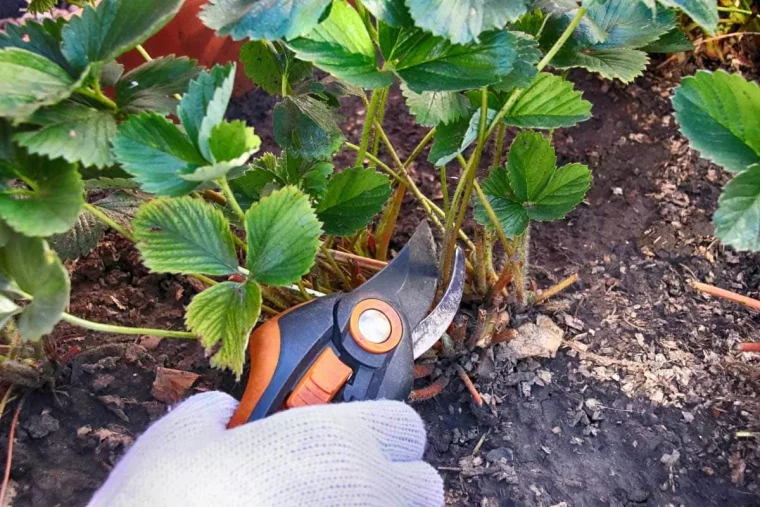 comment et quand tailler les fraisiers pour de meilleures baies astuces potager