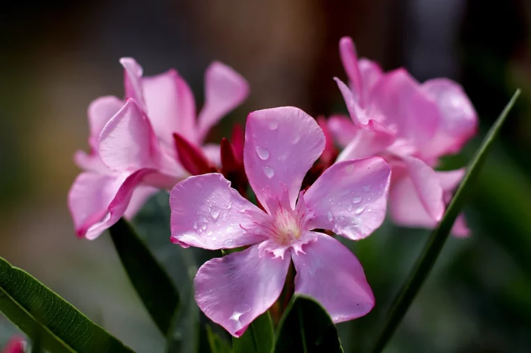 comment et quand tailler un laurier rose fleurs magenta feuilles vertes