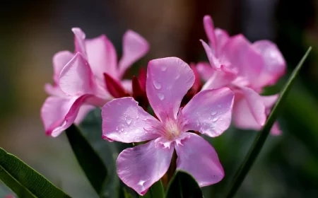 comment et quand tailler un laurier rose fleurs magenta feuilles vertes