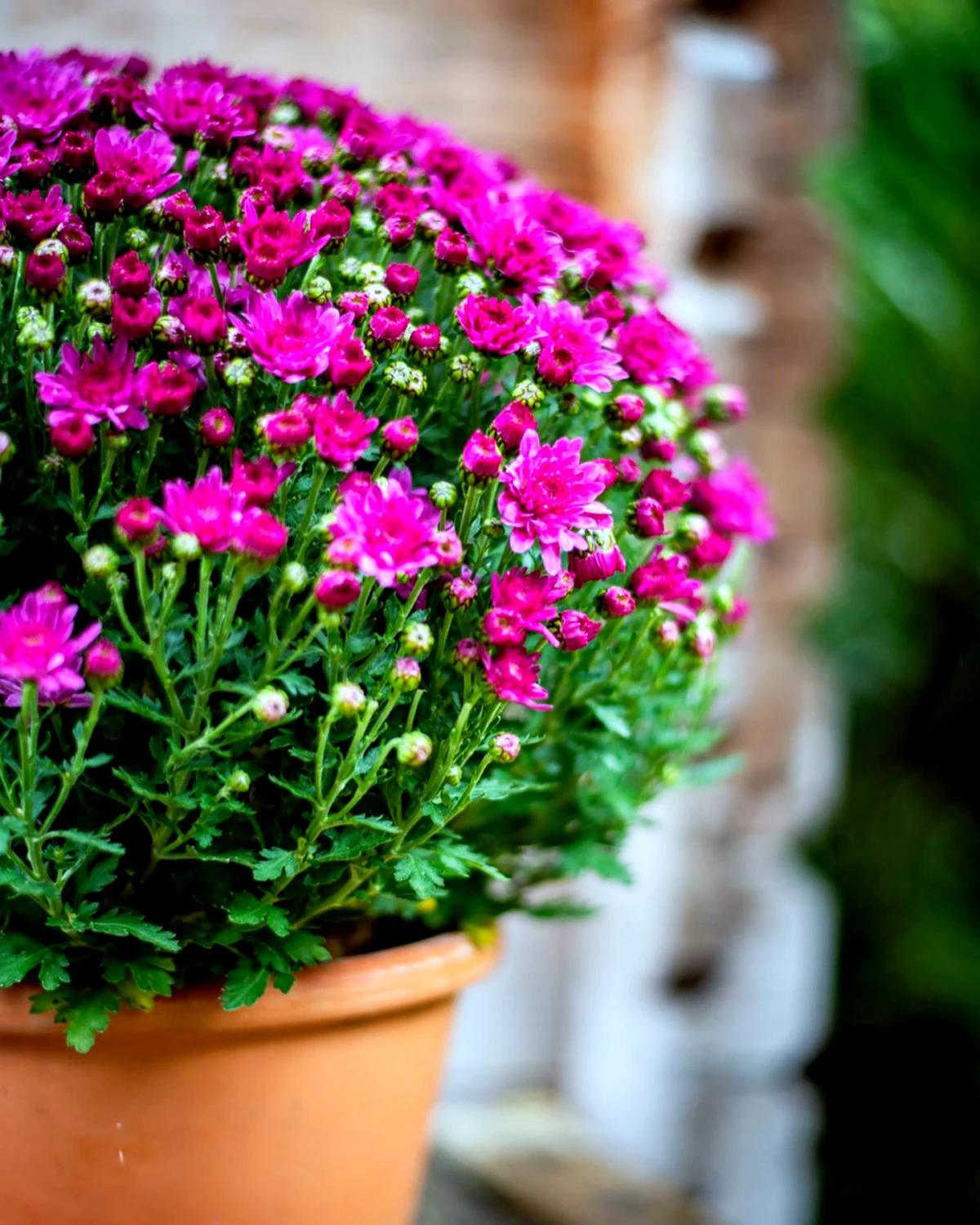 comment faire fleurir des chrysanthmes