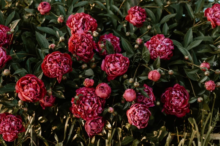 comment faire fleurir une pivoine entretien sol exposition tuteur