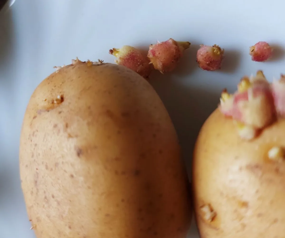 comment faire germer les pommes de terre en fin d hiver pour les planter