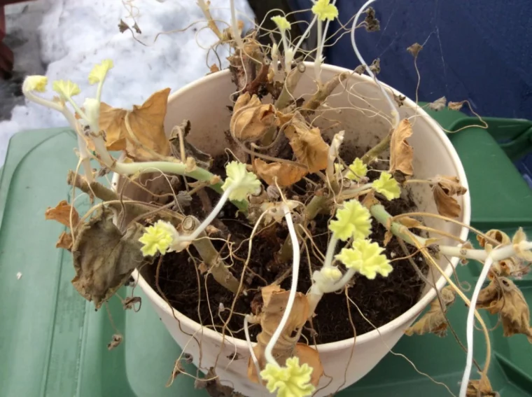 comment faire repartir les geraniums apres l hiver