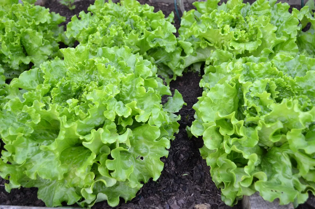 comment lutter contre les limaces salades vertes potager entretien