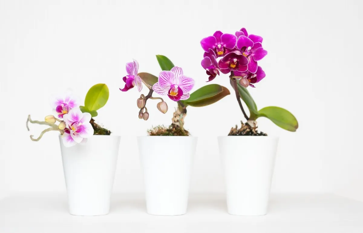 comment mettre engrais sur une orchidee pot feuilles fleurs plante d interieur