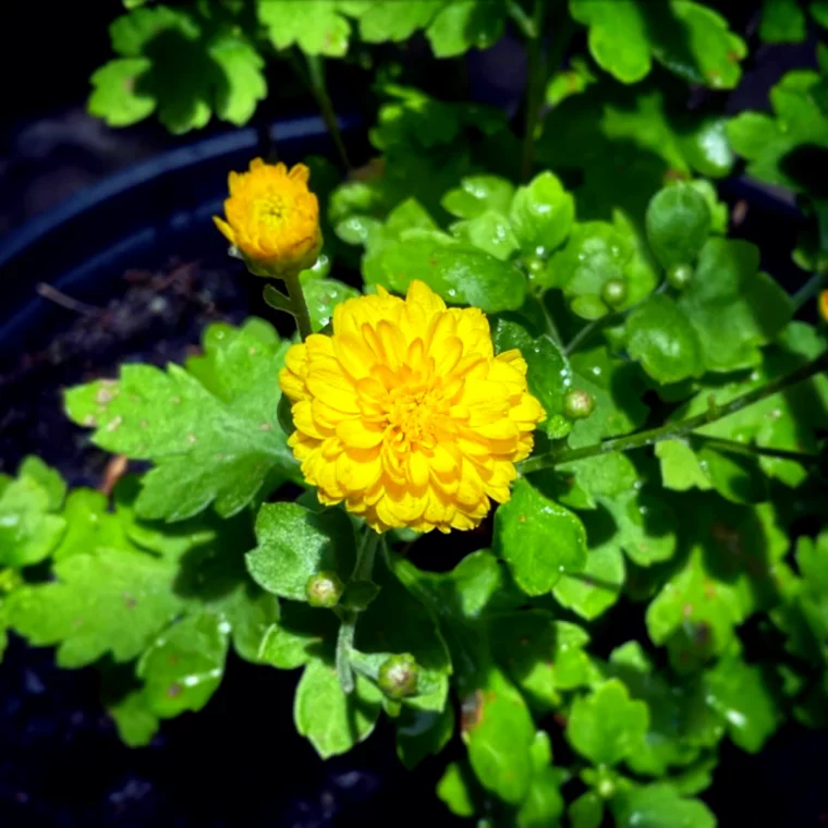 comment pincer une chrysantheme fleur jaune feuilles vertes