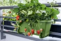 Comment faire pousser des fraises en appartement ? Un guide étape par étape pour un jardinage urbain réussi