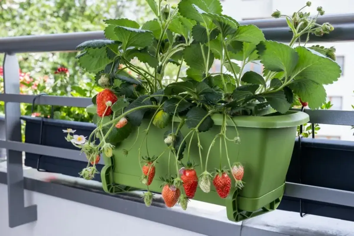 comment planter des fraises sur un balcon