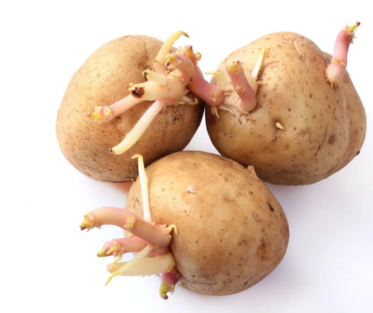 comment planter des pommes de terre et pourquoi choisir des pommes de terre germées
