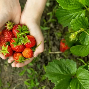 comment planter fraises appartement
