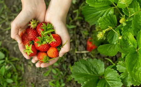 comment planter fraises appartement