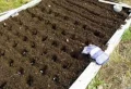 Quand et comment planter les oignons en 2023 ? Plantez-les à partir de bulbes pour récolter de grosses têtes