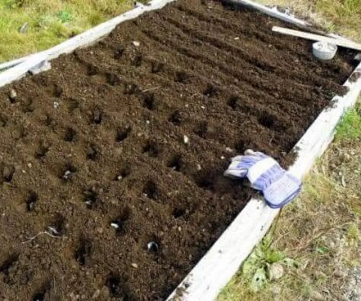 comment planter les oignons lit aupotager