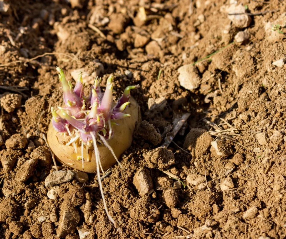comment planter les pommes de terre astuce récolte et culture pommes de terre germination