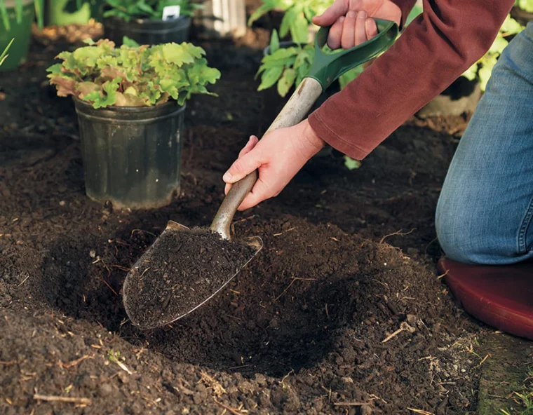 comment planter les vivaces au printemps terre et pelle