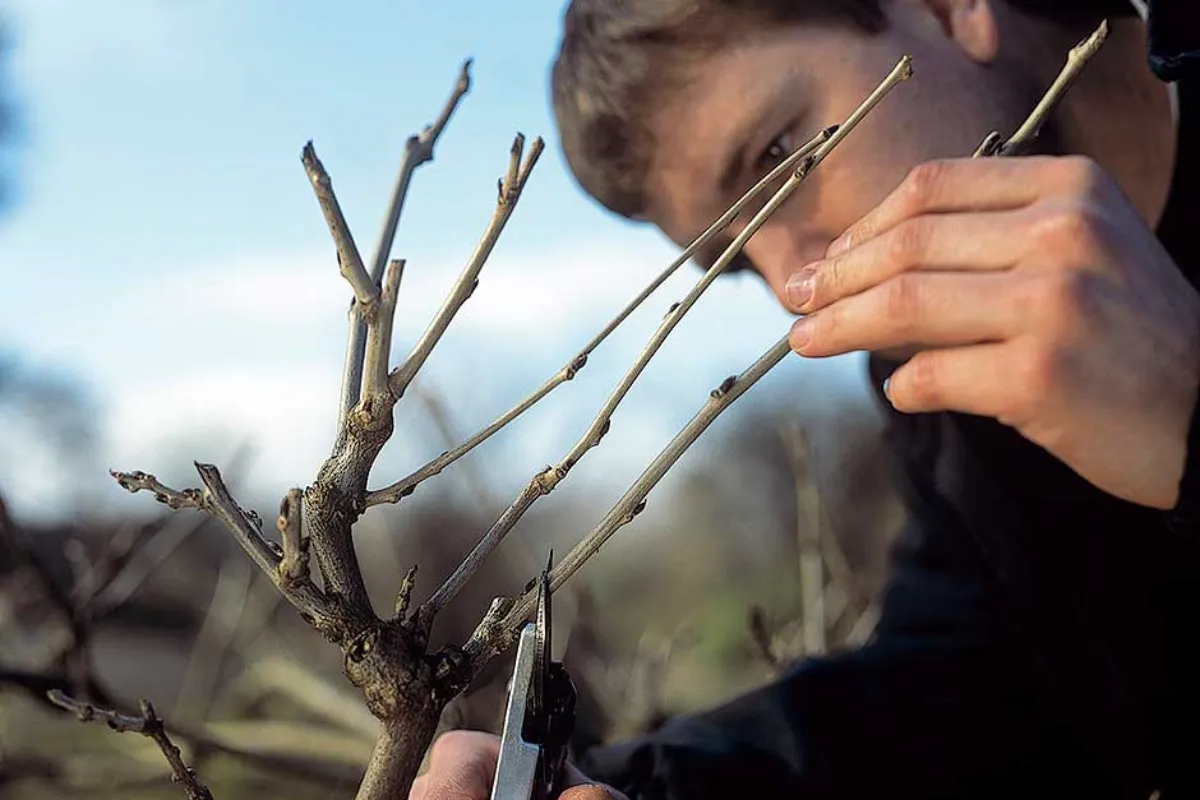 comment planter une glycine en pleine terre homme taille ses branches