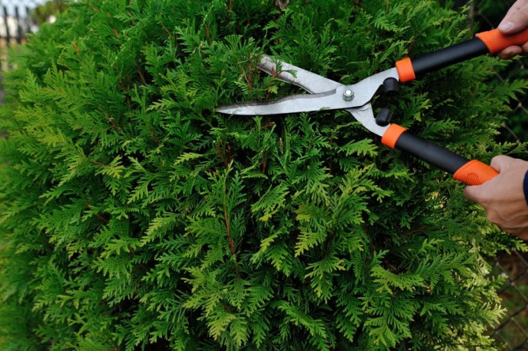 comment raccouurcir une haie de thuya cisaille branches vertes