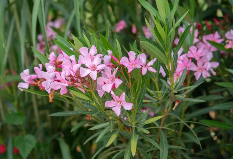 comment rebooster un laurier feuilles vertes et fleurs roses