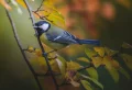 Pourquoi les oiseaux chantent le matin – les théories du chœur de l’aube !
