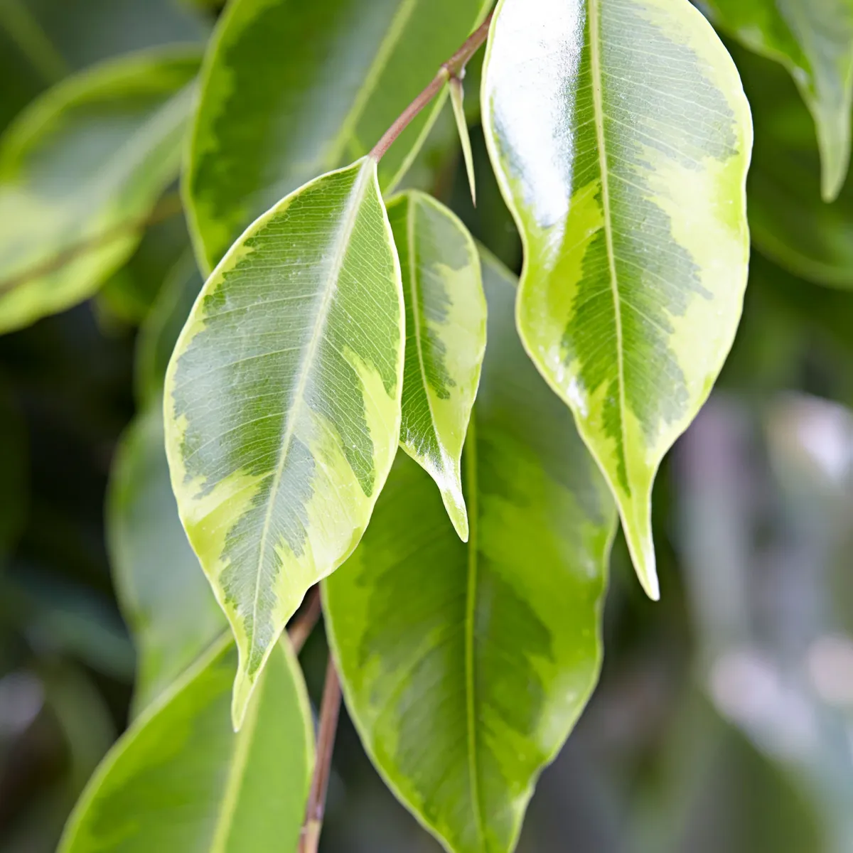 Cómo saber si el Ficus benjamina está sano