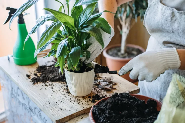 comment savoir si le spathiphyllum a besoin d etre rempote