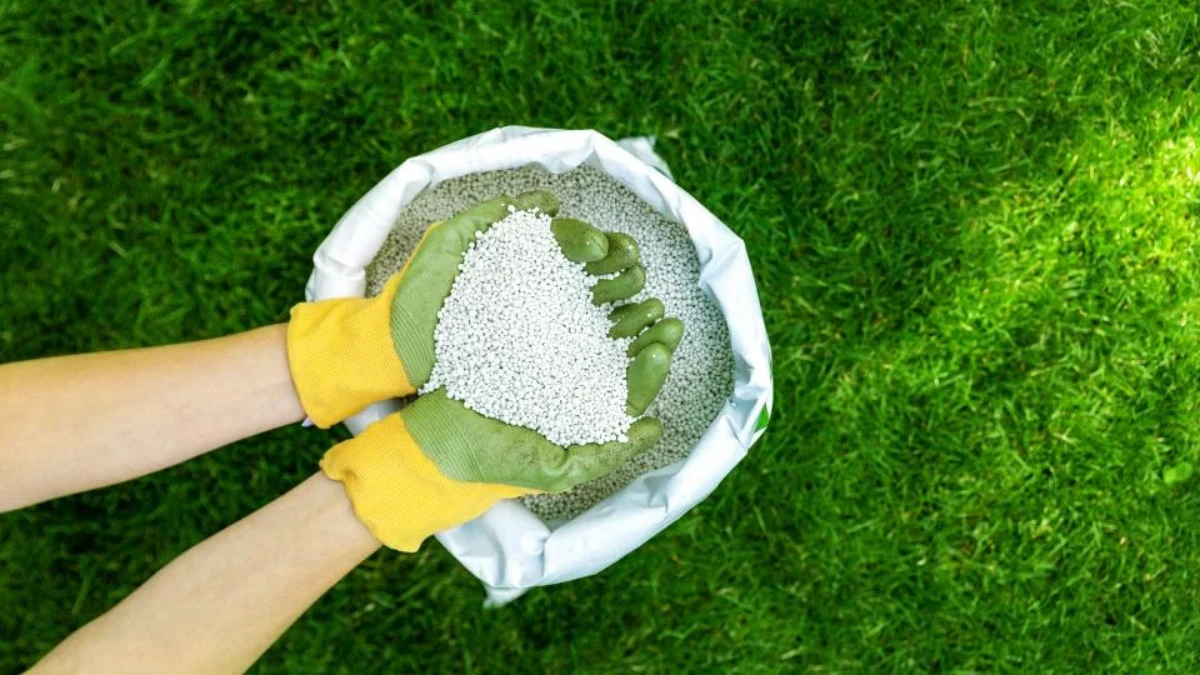 comment semer du gazon au printemps gants herbe verte engrais