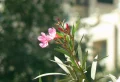 Quand et comment tailler le laurier rose au printemps pour une floraison optimale cet été ?