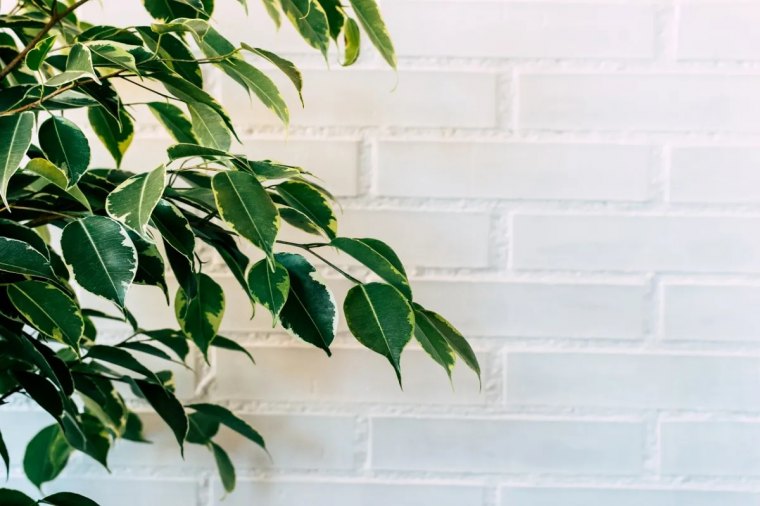 comment soigner un ficus benjamina qui perd ses feuilles