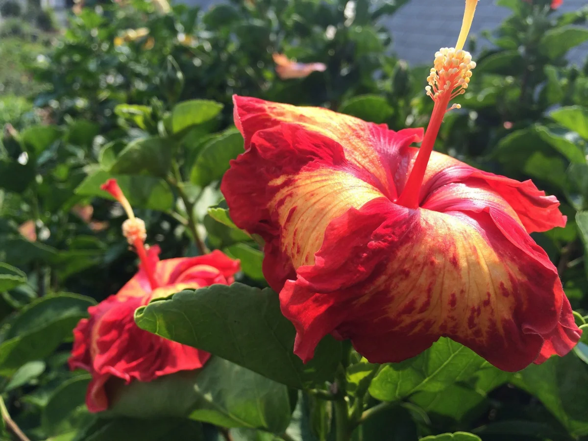 comment stimuler la floraison de l hibiscus astuces