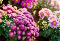 Comment accélérer le fleurissement des chrysanthèmes ? Le guide détaillé pour une belle floraison !